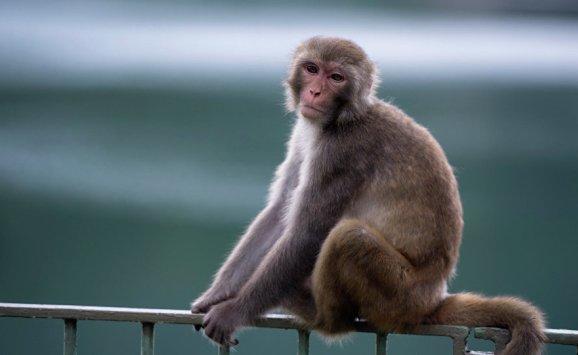 الصين تستنسخ قرودا لضبط الساعة البيولوجية