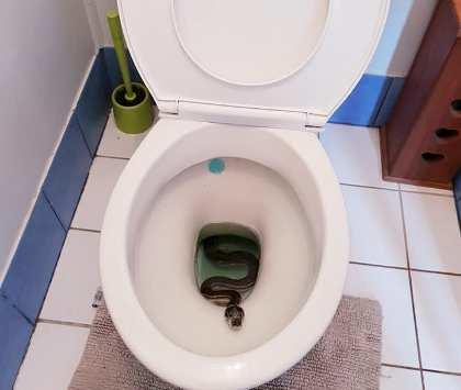 عائلة تعثر على ثعبان بالمرحاض