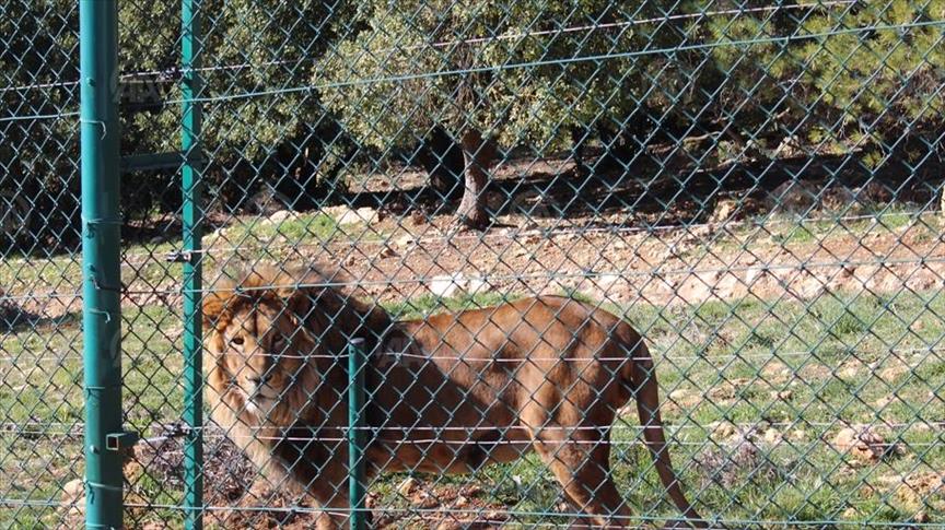 الأردن.. حيوانات مفترسة فرّت من الحروب