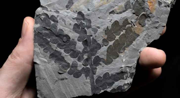 في الاردن.. نباتات ناجية من أسوأ