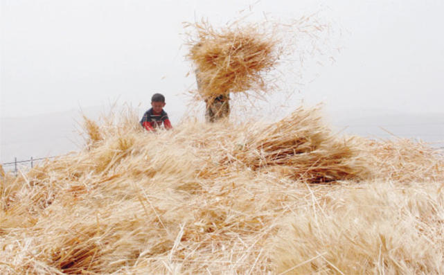 الأردن يطلب شراء 250 ألف طن