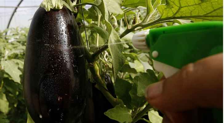 صحيفة ألمانية: الباذنجان غذاء خارق.. وهذه