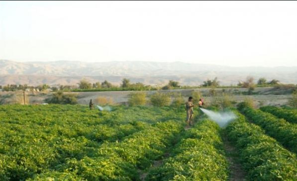 توزيع 78 وحدة زراعية بوادي عربة