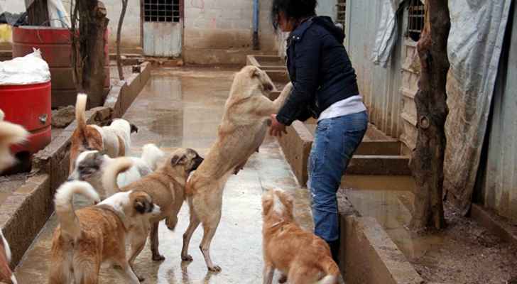 سورية تأوي آلاف الكلاب والقطط الضالة
