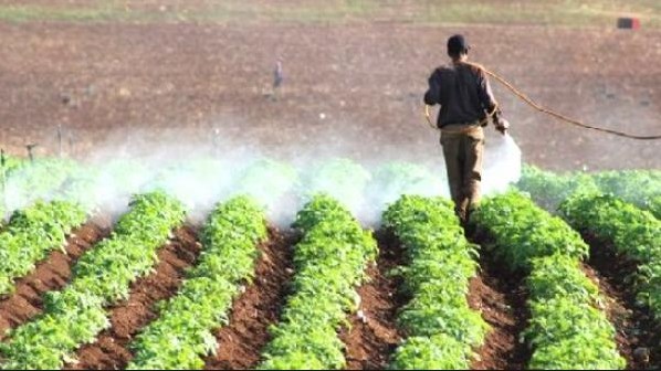 الشحاحدة: التسويق الزراعي خارجيا يدار بسياسة