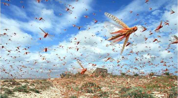 الأردن يستضيف اجتماعا لبحث انتشار الجراد