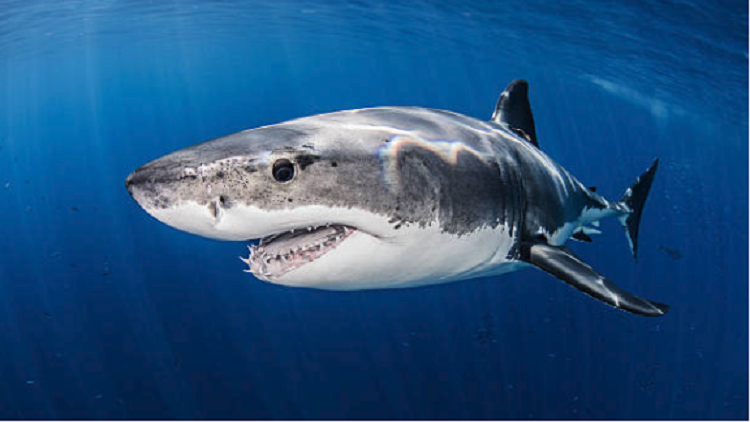 أسماك القرش تحمل سر طول عمر