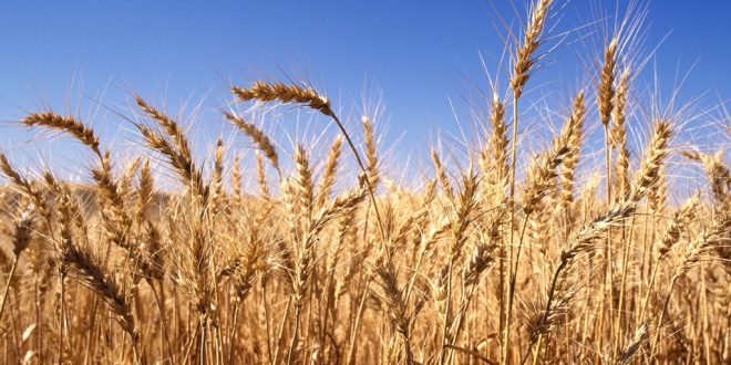 مخزون المملكة من القمح والشعير يكفي