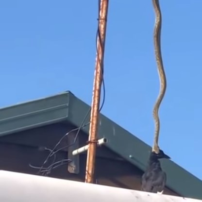 فيديو يرعب الملايين.. . أفعى تلتهم