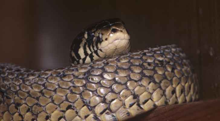 فيديو يرعب الملايين.. . أفعى تلتهم
