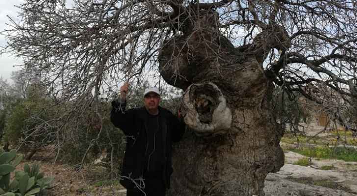 لجنة لانقاذ شجرة أردنية عمرها يتخطى