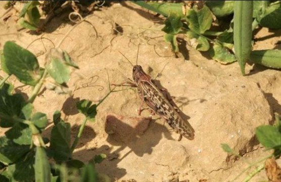 الزراعة : مجموعات من الجنادب في