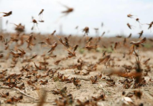 الزراعة: لا جراد لغاية الساعة الثانية