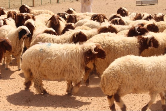 المفرق تصدر 73 ألف رأس ماشية