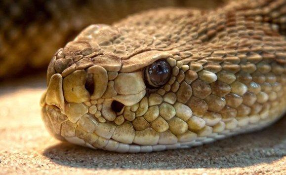 ثعبان يسافر 15 ألف كيلومتر بحذاء