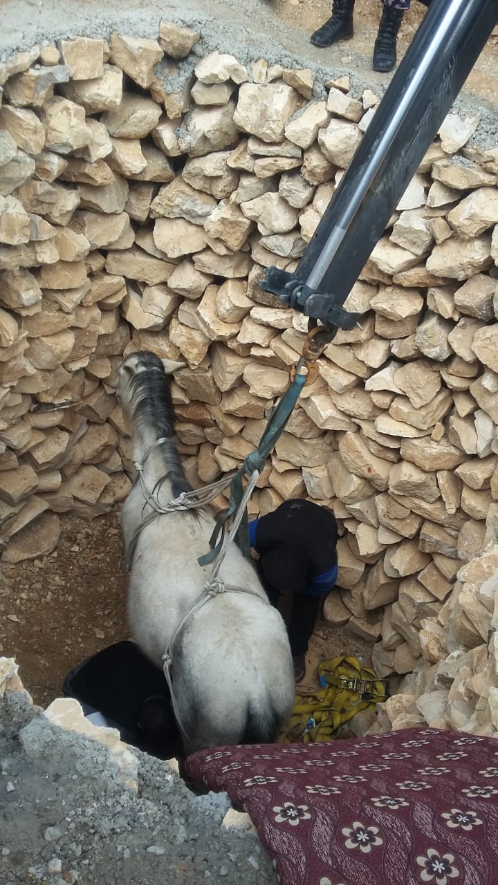 إنقاذ حصان سقط داخل حفرة في