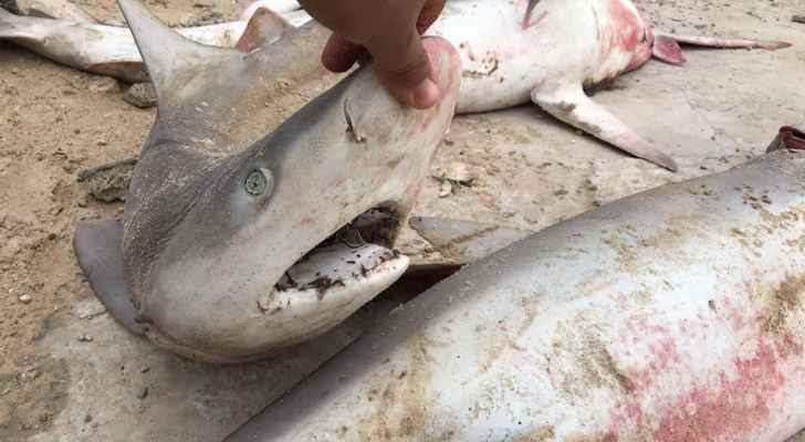 منخفض جوي يدفع سمك القرش نحو