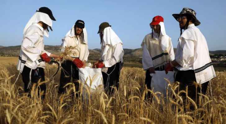 المستوطنون في غزة يحصدون القمح قبل