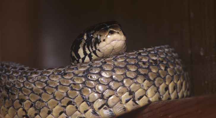 بالفيديو.. ثعبان ينقض على امرأة أثناء