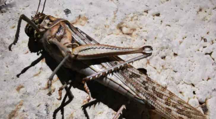 وزارة الزراعة: الجراد الموجود على أرض