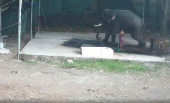 وفاة رجل هندي جلس الفيل فوقه