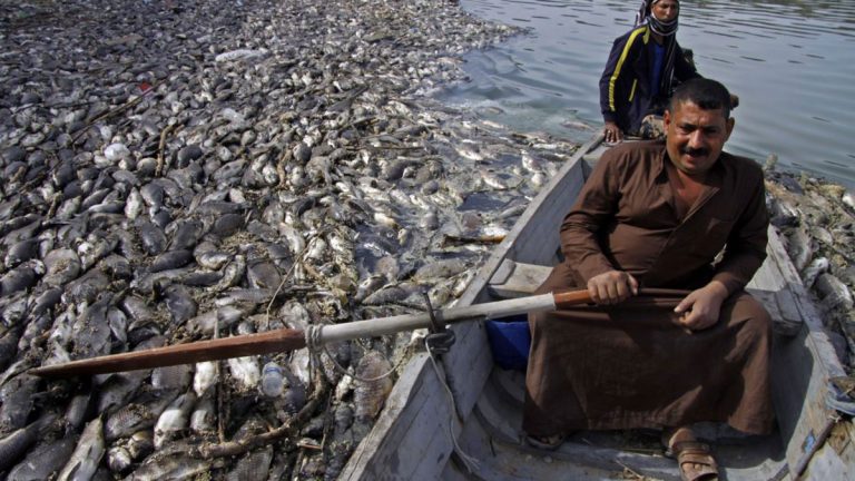 ”وباء“ يتسبب بنفوق آلاف الأسماك في