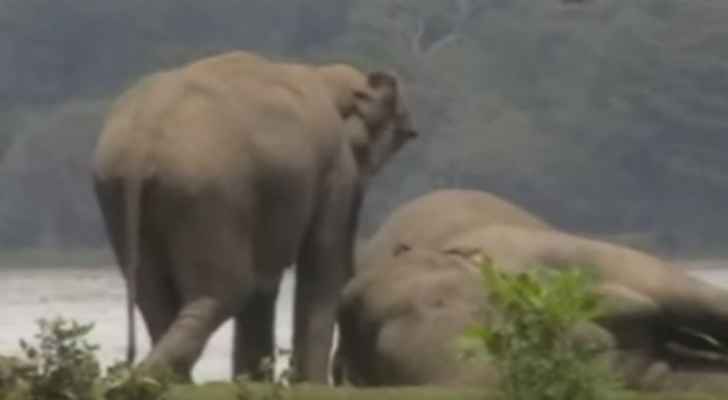 ماذا فعل 300 فيل مع قائدهم