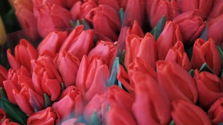 مناسبة للعرفان والاعتراف.. العالم يحتفل بعيد