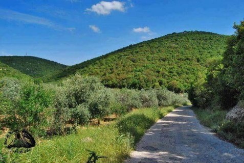 الربيع المبكر بعجلون يشجع على التنزه