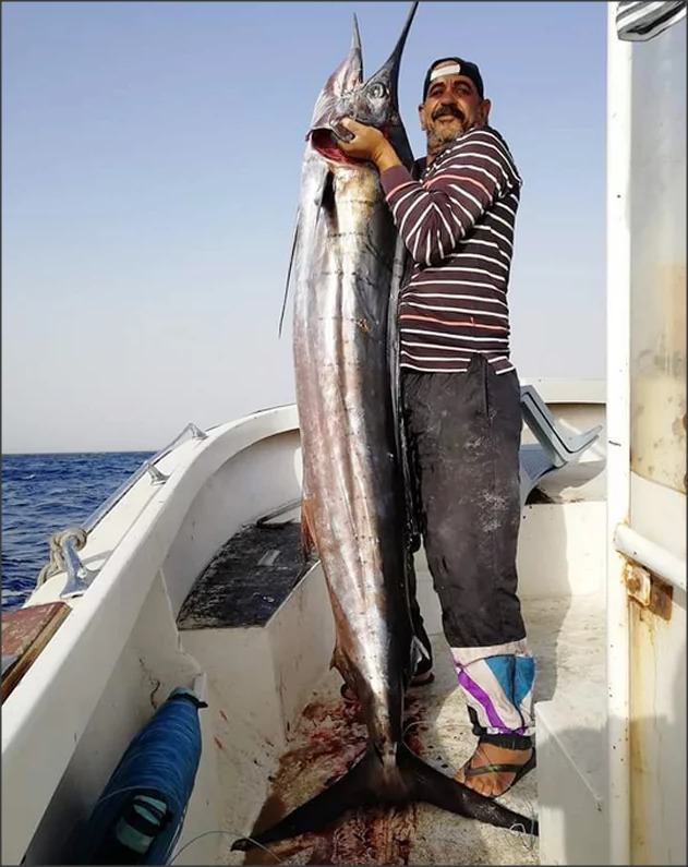 اصطياد سمكة الفرس الطافح بخليج العقبة