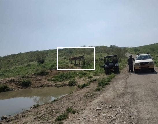 القوات الإسرائيلية «تعتقل» حمارين (صور ووثيقة)