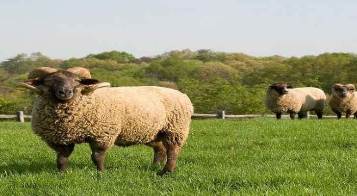 تعرف على شروط الذبيحة المنذورة بحسب