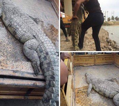 العثور على تمساح ضخم في العراق