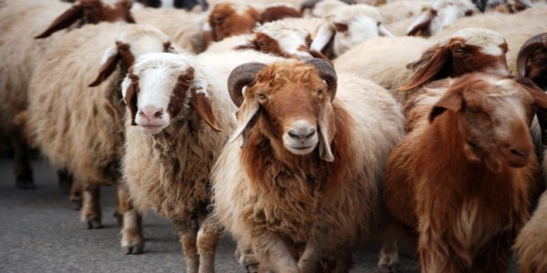 قطر تستورد 15 ألف رأس غنم