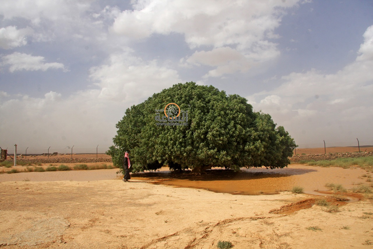 هذه ’شجرة البقيعاوية‘ التي استظل الرسول تحتها في الأردن (صور)