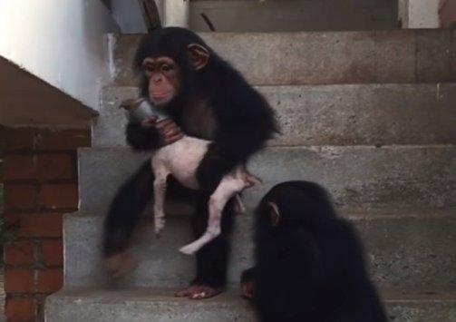 جرو انقذته امرأة ورعته قرود (فيديو)