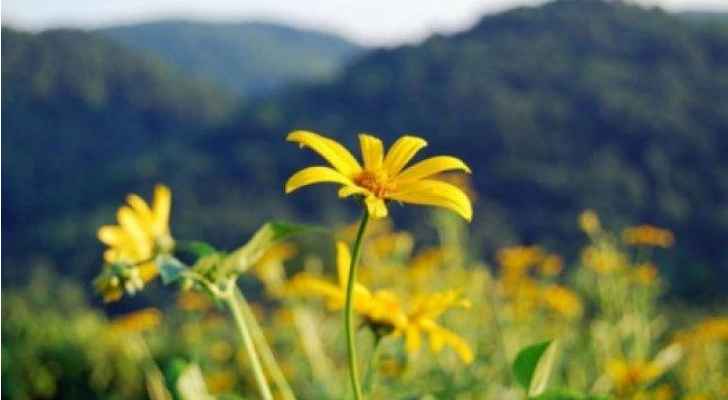 اليوم موعد الاعتدال الربيعي.. . وغدا