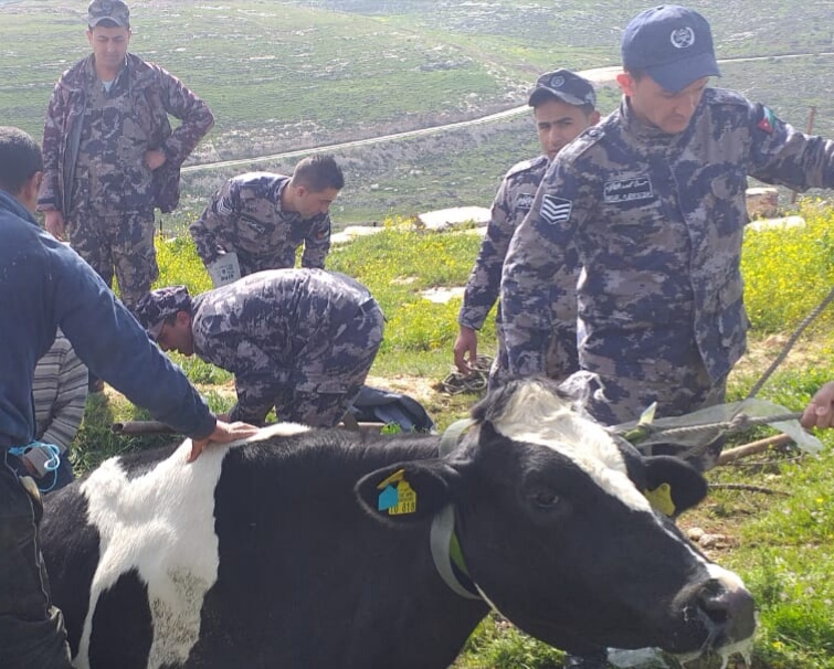 الدفاع المدني ينقذ بقرة في اربد