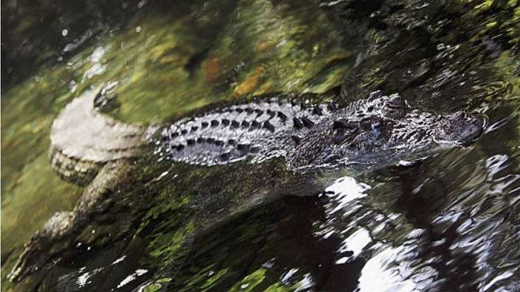 تمساح يمزق عاملا ويلتهمه