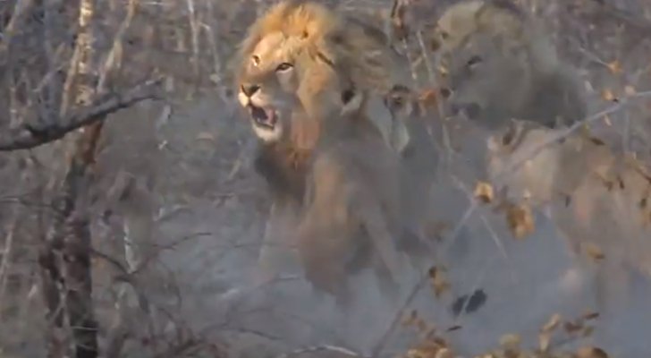 لبؤات يدخلن في معركة بين أسدين