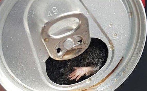 رجل يعثر على فأر داخل علبة