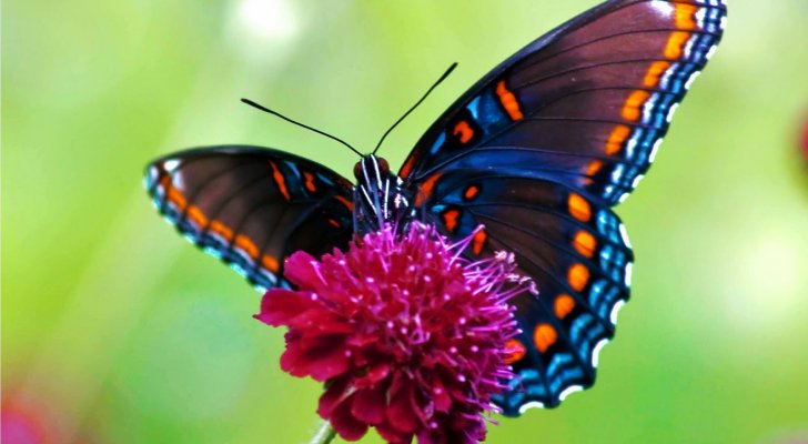 ملايين الفراشات تعبر سماء الاردن