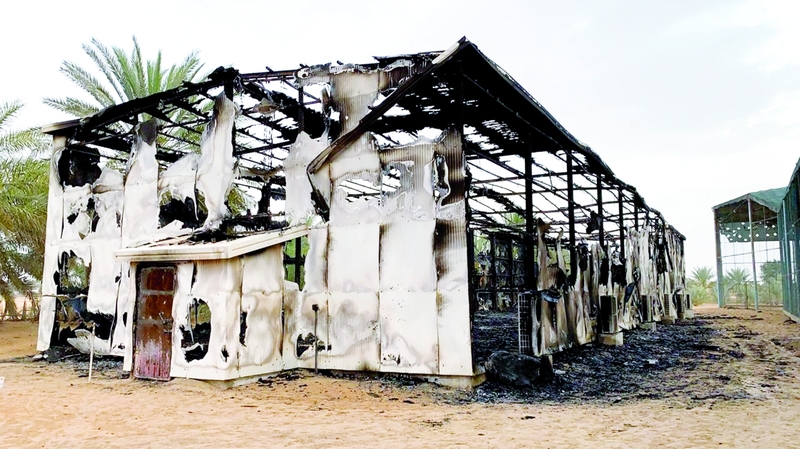 الامارات.. . صاعقة تحرق 50 طيرا