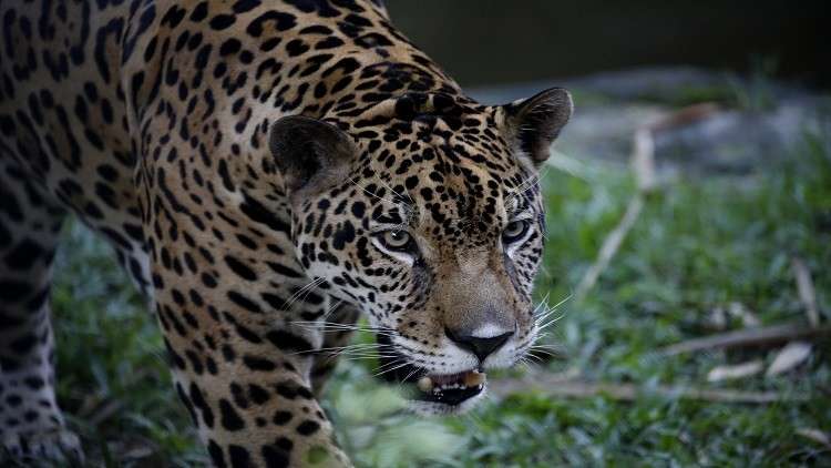 نمر يفترس طفلة أمام والدتها وجدتها