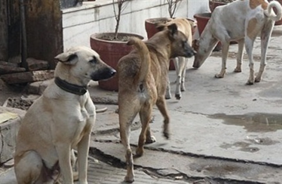 وفاة طفل من جنسية عربية نهشته