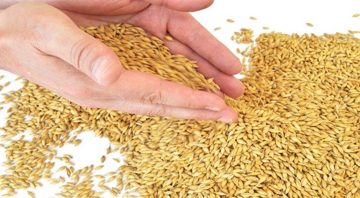 الحكومة تقرر رفع اسعار الشعير