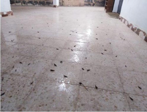 الزراعة: هذه قصة جراد الازرق