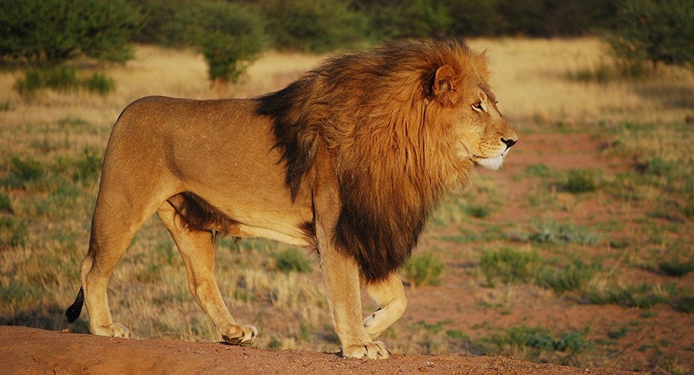 غزة: حديقة في رفح تنقل حيواناتها