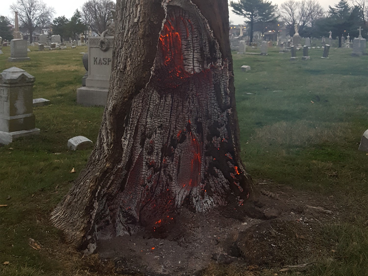 شاهد: لقطات غريبة لشجرة في مقبرة