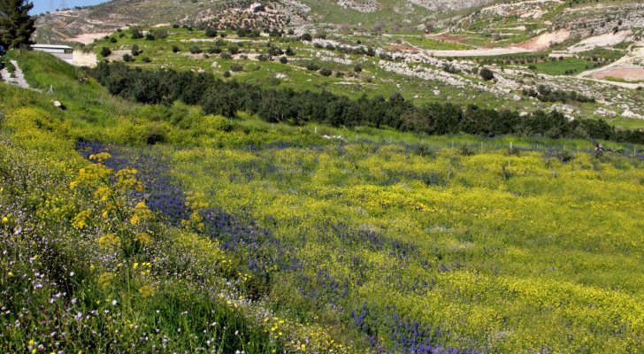 درجات حرارة عشرينية وأجواء ربيعية حتى